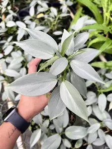 Philodendron Silver Sword Pot 4” Indoor Plants -  Houseplant - Tropical Foliage