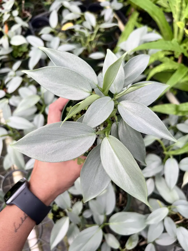 great mullein plant Common / Great Mullein Seeds Packet: 250 Seeds (0.04 gram), OG
