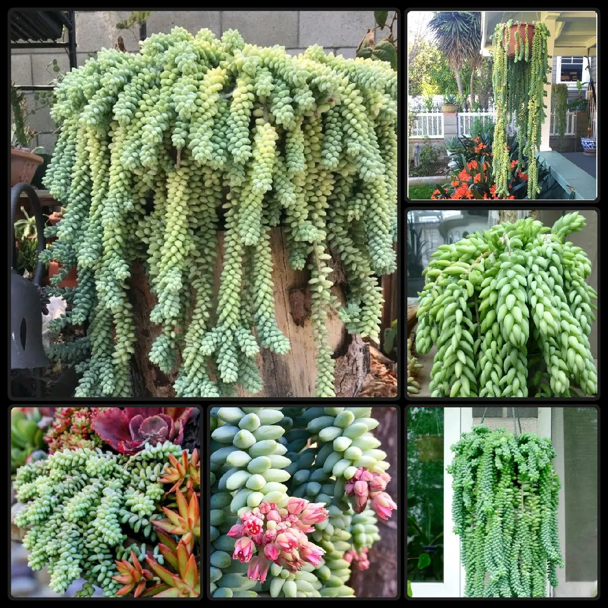 Fantastic Sedum Morganianum "Donkey Tail" Succulent Starter Rooted & Established