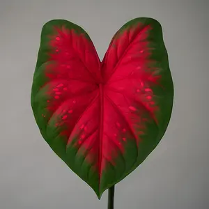 Caladium Buck (2 Bulbs) - Elegance for Shady Gardens - Perennial Hosta, Elephant Ears