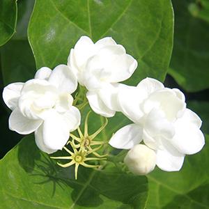 Oriental Jasmine Green Tea Loose Leaf Premium Floral Tea