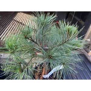 Pinus strobus 'Elkin's Dwarf' Dwarf Eastern White Pine