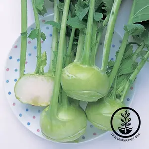 Kohlrabi Seeds - Winner Hybrid