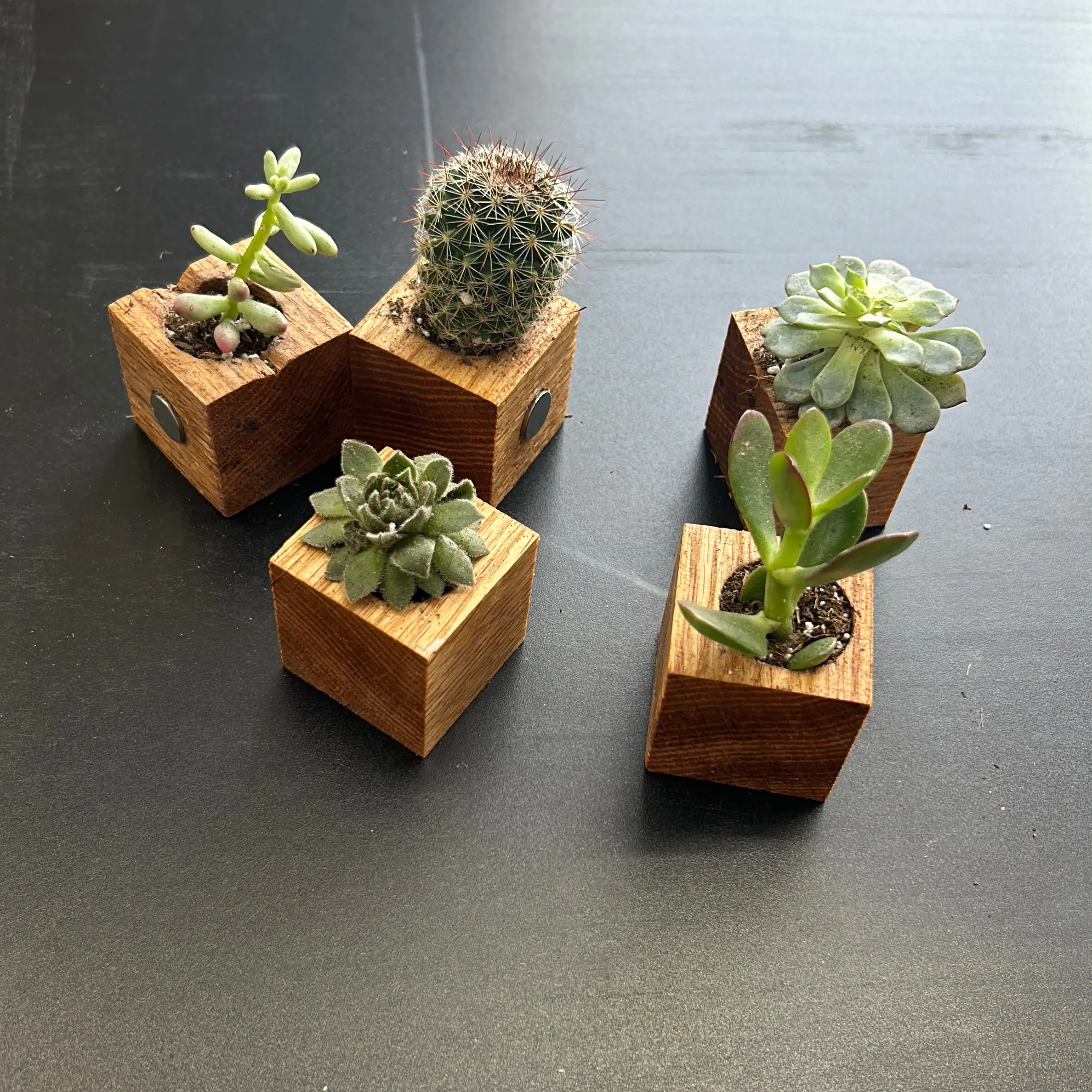 Mini succulent and cactus pots with magnets