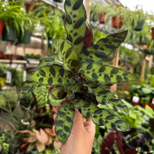 Calathea rattle snake plant lancifolia 4 in pot