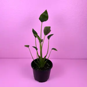 Alocasia Tiny Dancer 6” | Compact Alocasia | Houseplant