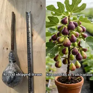 Fig Tree  Live Plant, Perennial Fruit Tree, Suitable for Outdoor Planting in Gardens, Courtyards and Terraces