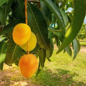Grafted Mango Tree - Live Fruit Tree in a 3 Gallon Pot - Variety is Grower's Choice Based on Season, Health and Availability - Tropical Edible Fruit Bearing Tree