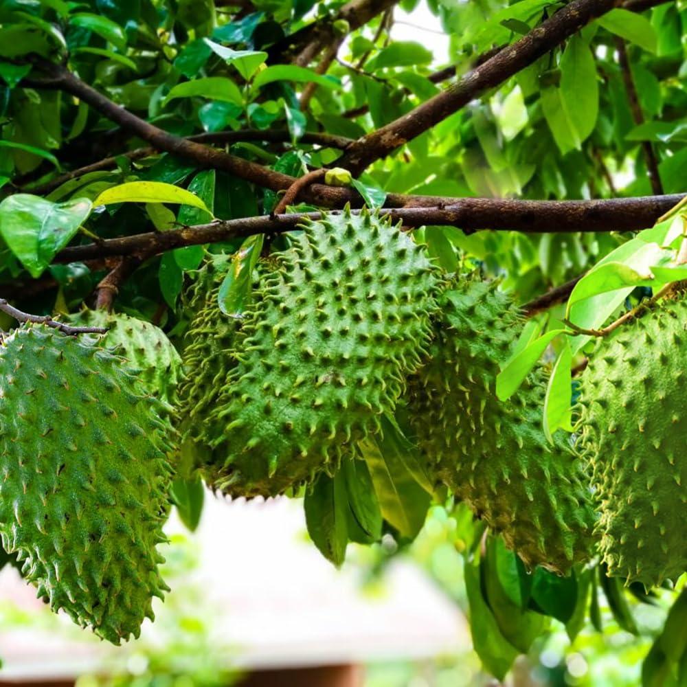 Premium Soursop (Graviola) Seeds – 25+ Non-GMO Heirloom - Fast-Growing, High-Yield Tropical Fruit Trees