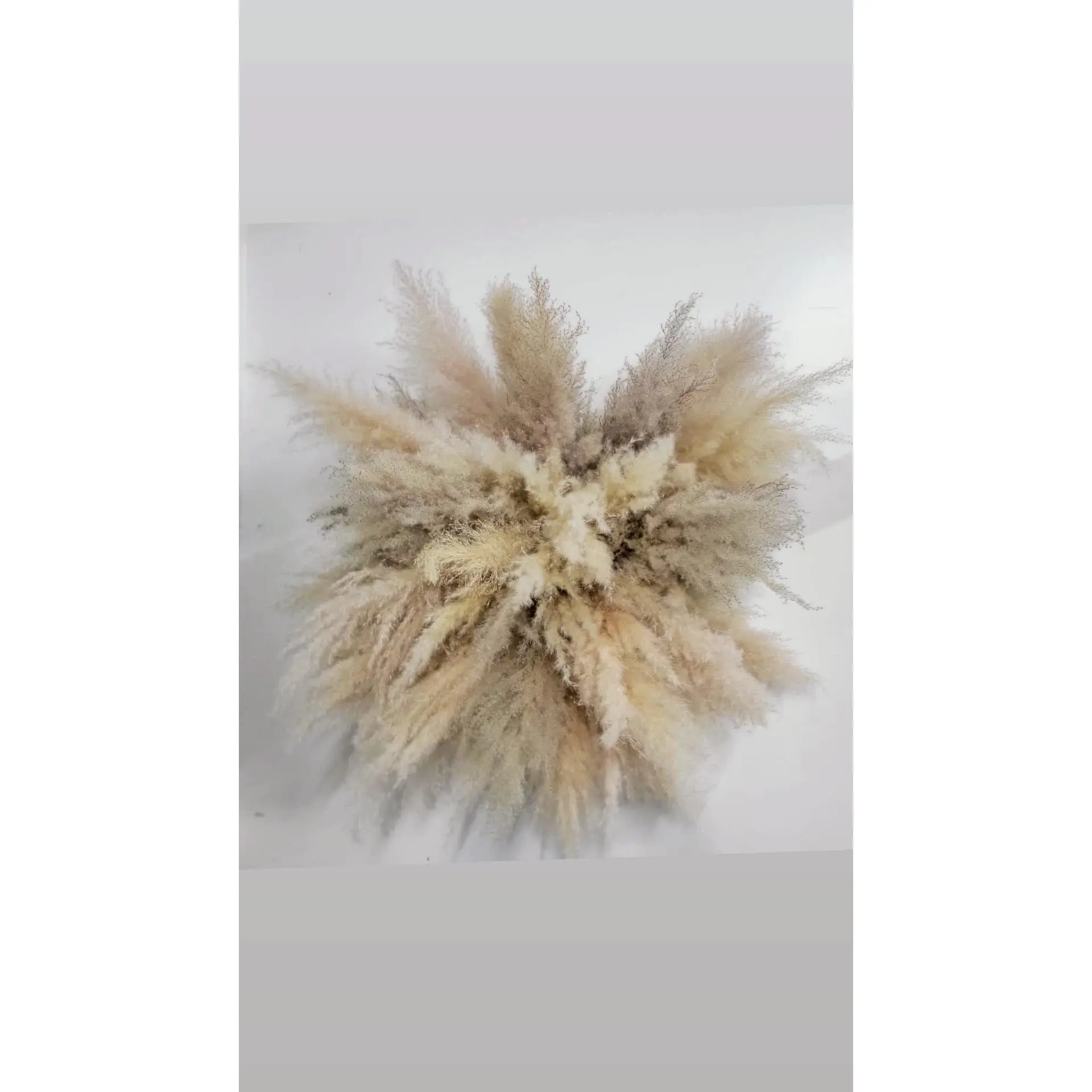 Neutral pampas cloud