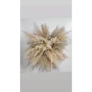 Neutral pampas cloud