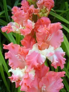 Fringed Coral Lace Gladiolus 8 Bulbs - Fringed/Ruffled - 14/+ cm