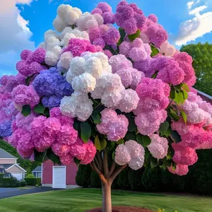 Mixed Hydrangea Tree Seeds Plants Suitable For Outdoor Planting In Home Gardens