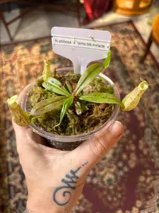 Nepenthes globosa × (ampullaria ‘Black Miracle’ × bicalcarata) – A Hybrid of Predatory Perfection | Curio Plants Carnivorous Plant