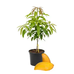 Live Mango Tree Sapling | Dwarf Fruit Tree | Easy to Grow Indoor Outdoor Garden Plant