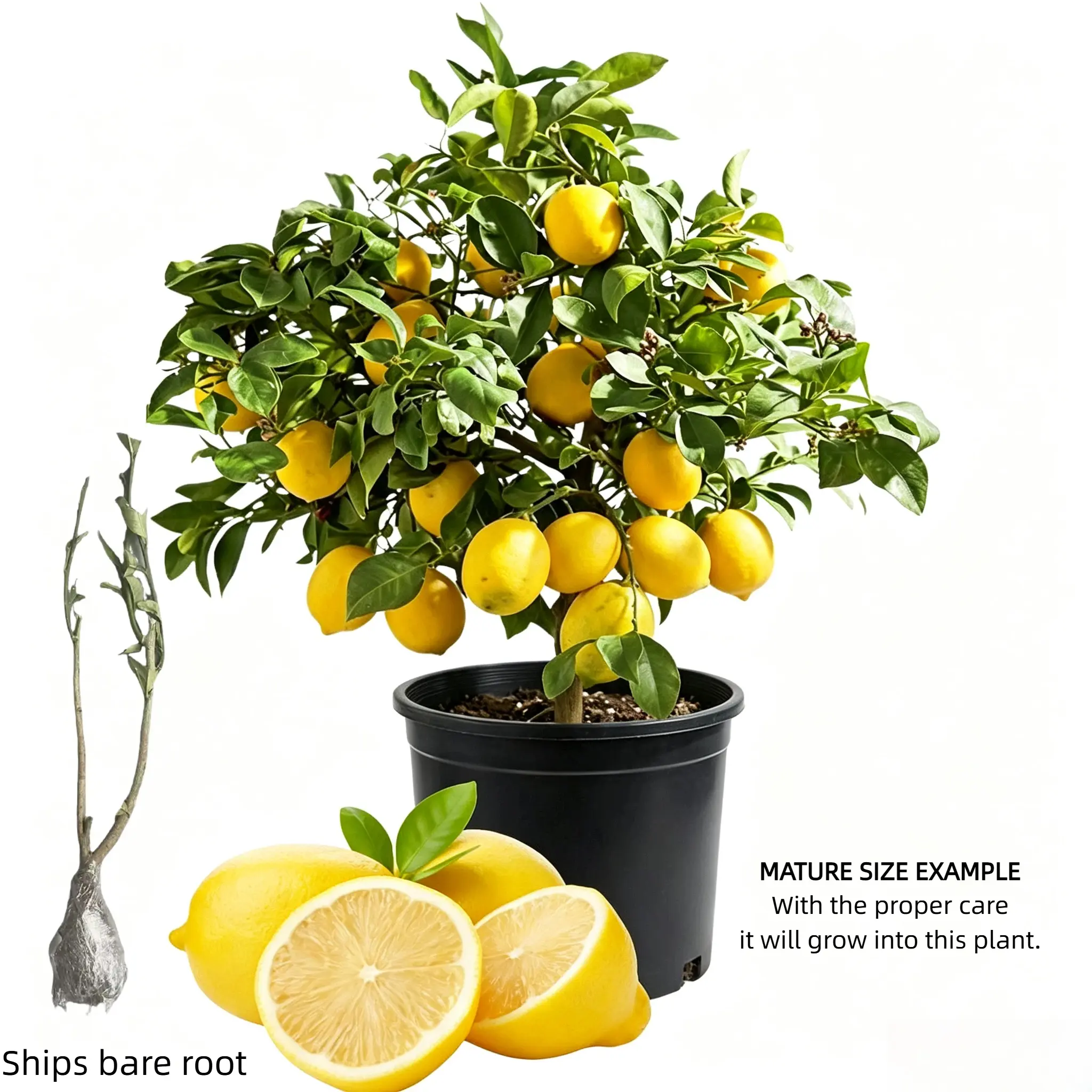 Meyer Lemon Tree 2-3 Years Old, Citrus × meyeri Bare Root for Patio & Outdoor Growing, Fragrant Ornamental & Edible Landscape Tree