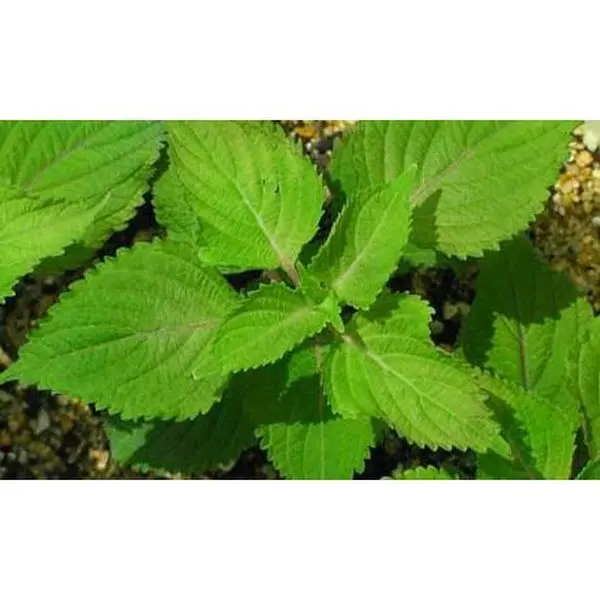 Green Perilla 50 Seeds - Herb/Shiso - Ohba