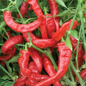 200Pcs Sweet Pepper Seeds 200 seeds