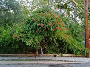 LIVE PLANT 3ft Bauhinia galpinii - Pride of De Kaap - African Plume - Red Orchid Tree