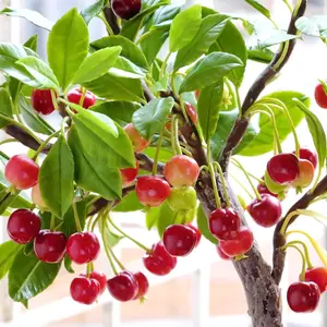 30 SEEDS Cherry Tree Seeds Fragrant Flowers Attract Pollinators Ideal for Home Gardens, Smaller Spaces Juicy Cherry Fruit Perfect for Snacking 10Pcs