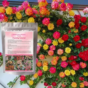 Climbing Rose Live Starter Plant, Fragrant Rose Ready to Plant, Climbing Rose for Planting Outdoor, No Pot, 1 Year Old Rose Plant