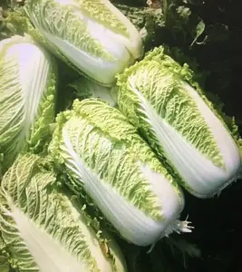 200+Chinese Cabbage Seeds F1-Hybrid Big Heading Cabbage Bok Choy USA