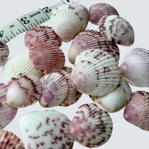 Atlantic Calico Scallop Sea Shells, 30 Count Seashells Natural Decorative Collection Nature