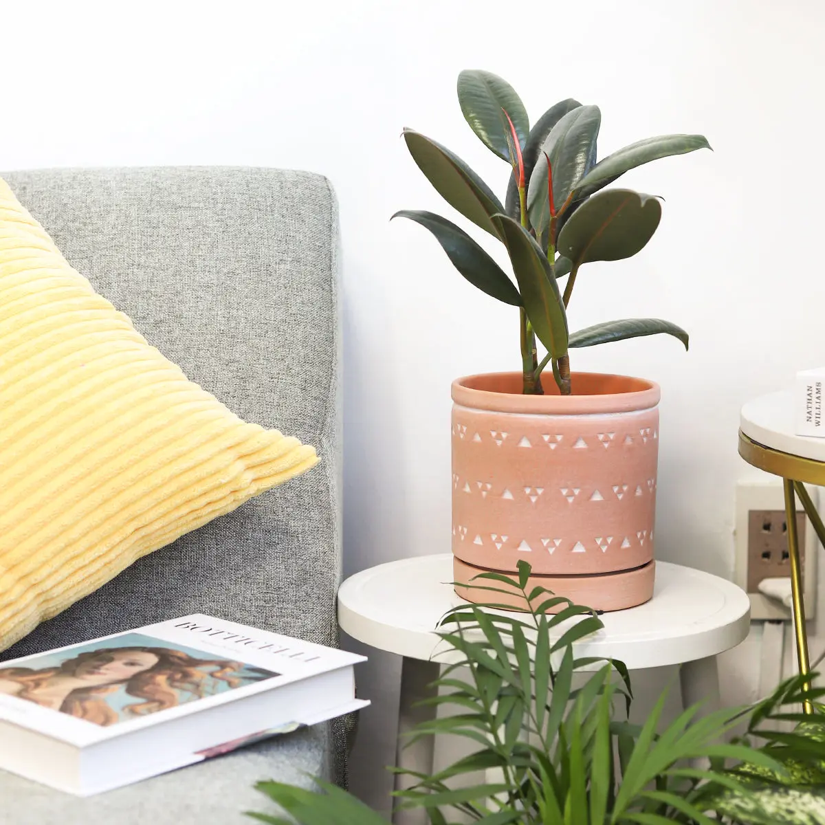 Ficus Elastica 'Burgundy' - Burgundy Rubber Plant