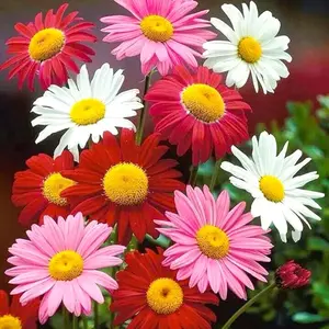 300+ PCS pyrethrum daisy seeds - fresh mixed colored flower seeds