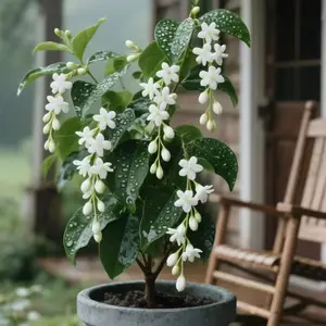 Rare Weeping Jasmine Seeds | A fragrant climbing vine for gardens and patios | An easy-to-grow flowering plant