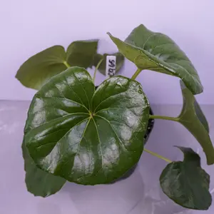 Farfugium Gigantea (Tractor Seat Plant) 6" Live Plant | Large Leaf Shade Plant