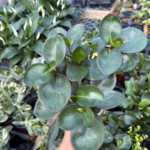 Peperomia Obtusifolia 'Red Margin' 6" pot - Pet Friendly plant Elegant Houseplant in Pot for Easy Care in Bright Indirect Light Home Interior