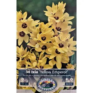 Yellow Emperor African Corn Lily 30 Bulbs - Ixia - 5/+ cm Bulbs