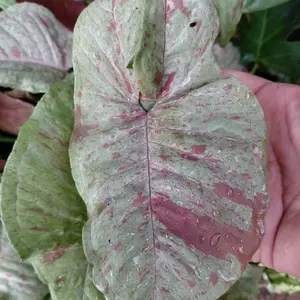 Syngonium Milk Confetti -  House Plant - lightly Rooted, Bright Indirect Light, Keep Soil Evenly Moist, Indoor Plant