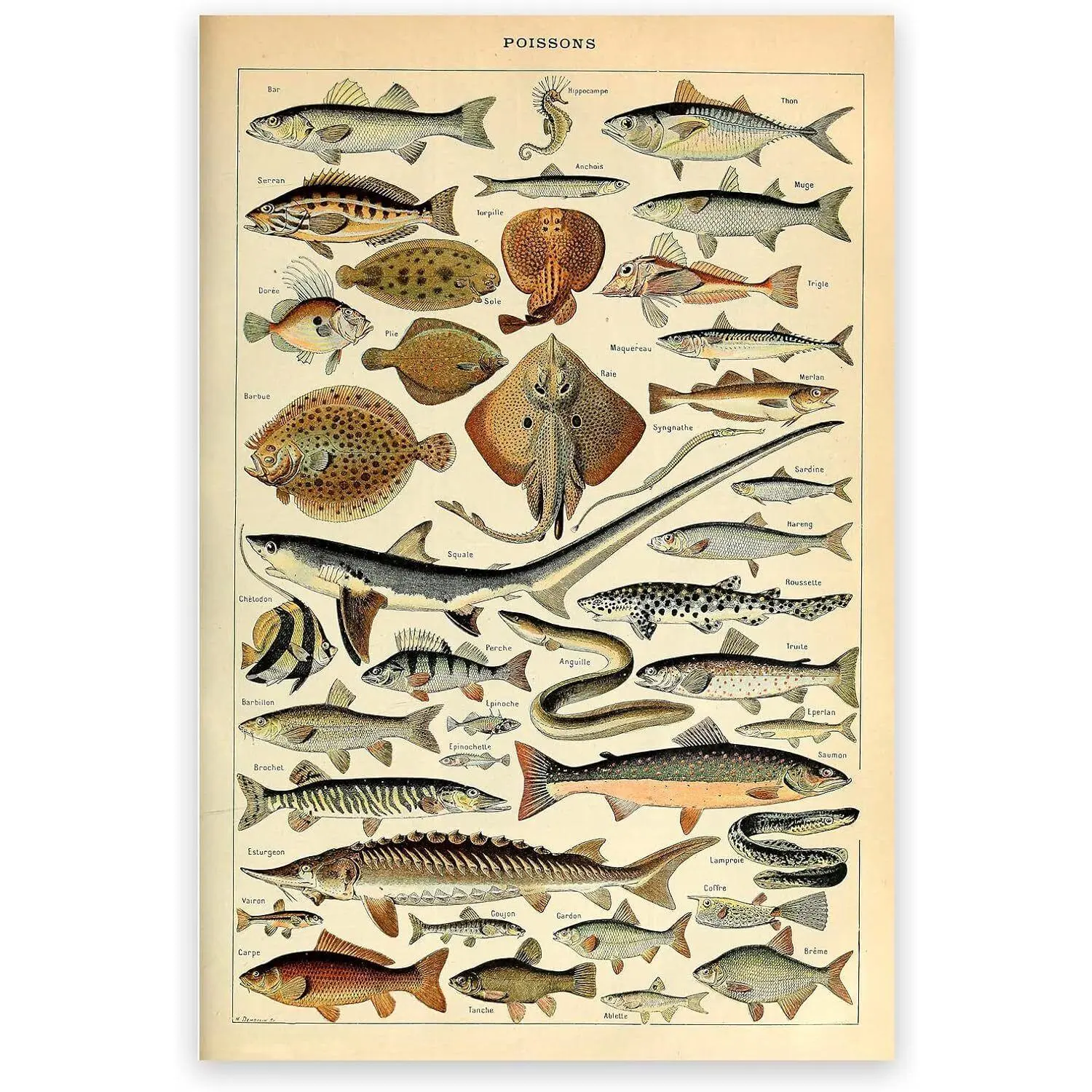 Dopamine decorVintage Poster Fish Wall Art Fish Species Chart Deep Sea Creature Poster Ocean Ornaments Artistic Room Photo Decoration Print