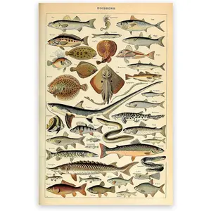 Dopamine decorVintage Poster Fish Wall Art Fish Species Chart Deep Sea Creature Poster Ocean Ornaments Artistic Room Photo Decoration Print