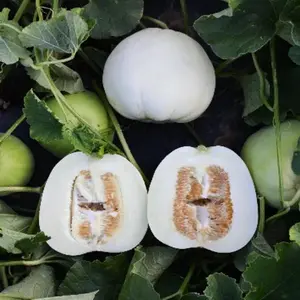 Bai Mibao Asian Melon Seeds