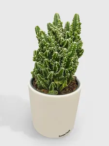 Fairy Castle Cactus 'Acanthocereus Tetragonus'