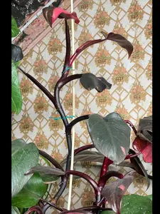 Pink Princess Philodendron Live Plant Cutting Pink Princess Philodendron Live Plant Cutting