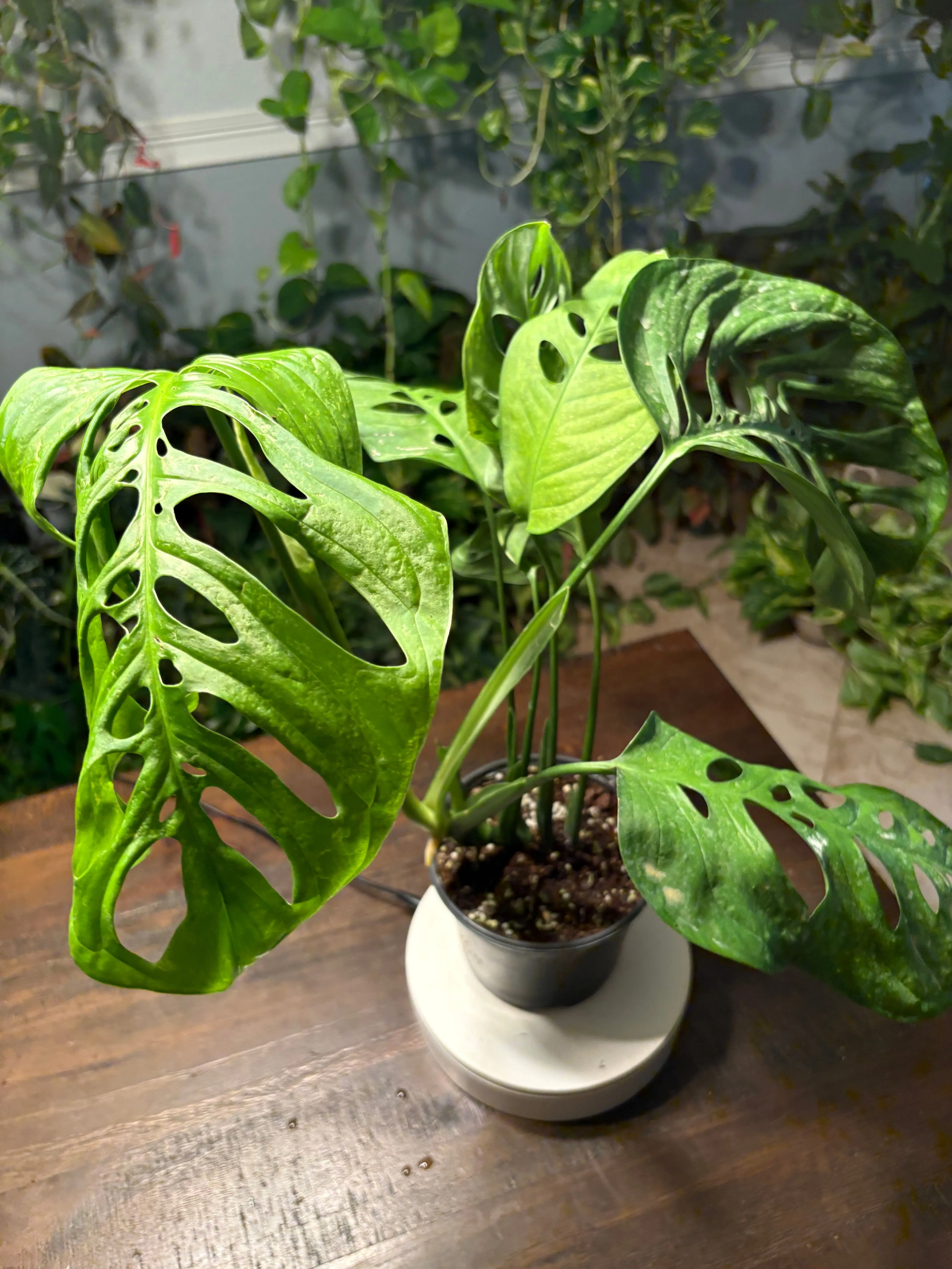 Monstera Esqueleto 6 inch