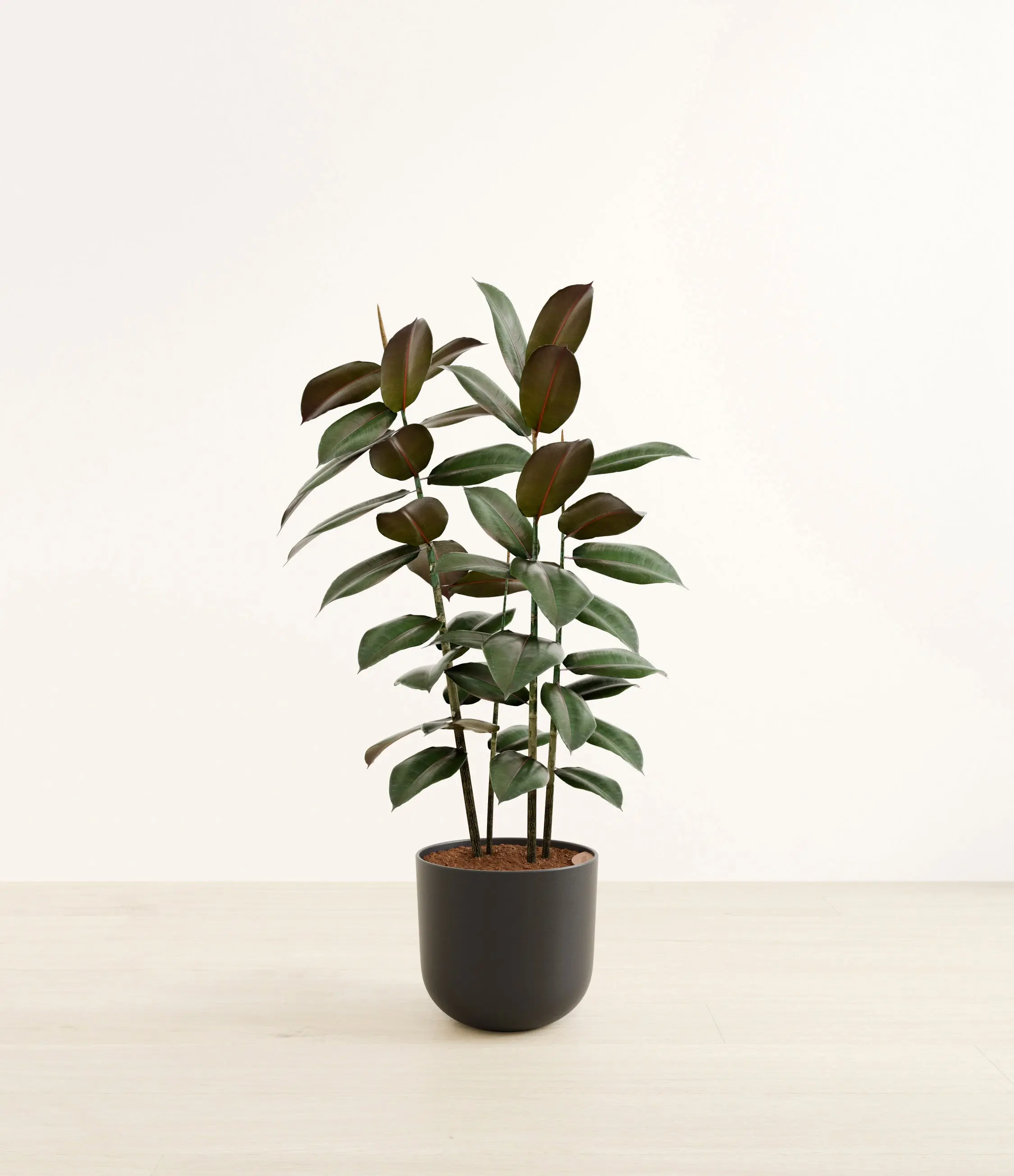 Rubber Tree