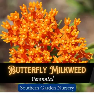 100 pcs Butterfly Milkweed Seeds for Monarch Butterflies, Pollinator Garden, Wildlife Garden, Perennial Flowers