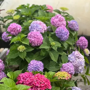 200+ Mixed Hydrangea Seeds - Non-GMO Colorful Blooms in Pink, Blue, and Purple for Stunning Gardens and Container Displays
