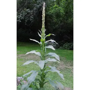 Mullein Seeds For Planting Mixed - 1000 Flower Seeds For Planting Outdoors Perennials