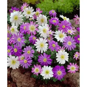 Anemone Dutch Fireworks Flower Bulbs Mix - Beautiful and Bright Flowers Perfect for Gardens - Includes 15 or 30 Flower Bulbs