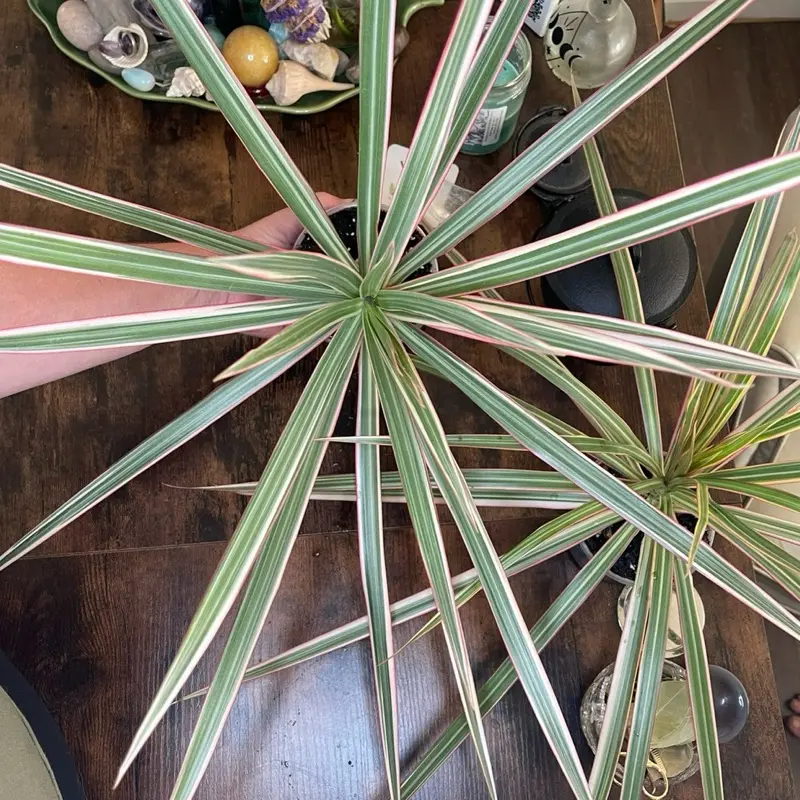 Dracaena marginata ‘Bi-Color’ | Established Starter Plant | 4” Nursery Pot