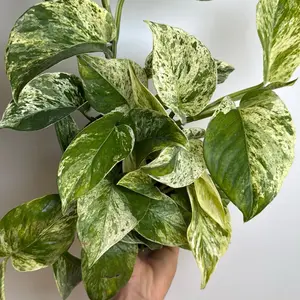 Pothos marble Queen  6" pot - Easy to Care for and Decorative House Plant for Indoor Home Decoration