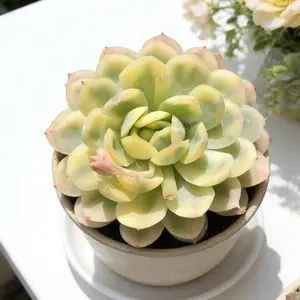 Rare Echeveria ‘Strawberry Ice’ Variegata  Colorful Live Succulent, Bare Root, No Pot, Easy Care, Aesthetic Home & Garden Decor