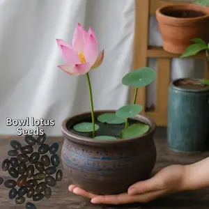 30/60 pcs Mixed Bowl Lotus Flower Seeds for Planting Aquatic Plants for Ponds Indoor Bonsai Outdoor Water Gardens Patio Decor Contains Exotic Pink Seeds in Summer