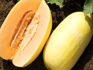 Crenshaw Melon Seeds